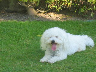 Foto 2 van een Bolognezer