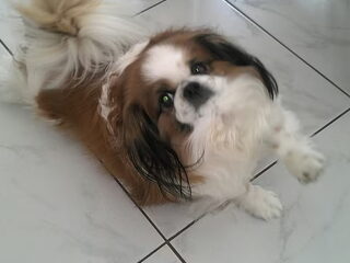 Foto 5 van een Tibetaanse Spaniel
