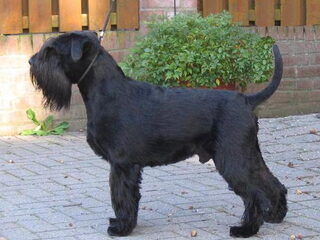 Foto 2 van een Middenslag Schnauzer, zwart