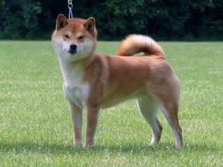 Foto 4 van een Shiba Inu
