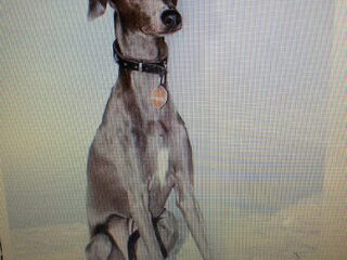 Foto 3 van een Italiaans Windhondje