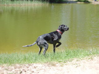 Foto 4 van een Duitse Staande Hond, Korthaar