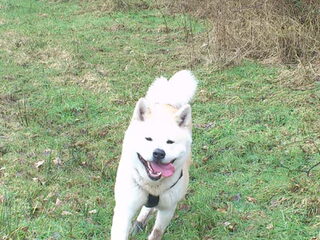 Foto 5 van een Japanse Akita