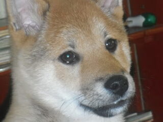 Foto 3 van een Shiba Inu