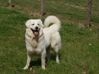 Foto 2 van een Slovensky Cuvac