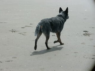 Foto 5 van een Australian Cattle Dog