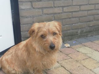 Foto 4 van een Norfolk Terrier
