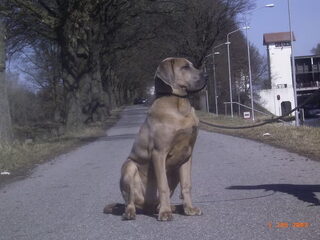 Foto 4 van een Fila Brasileiro