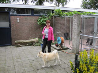 Foto 5 van een Noorse Buhund