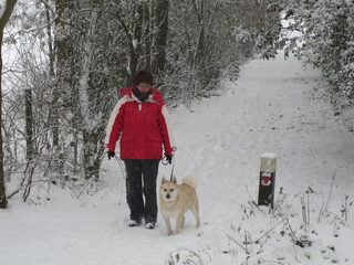 Foto 4 van een Noorse Buhund