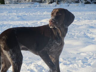 Foto 3 van een Duitse Staande Hond, Korthaar