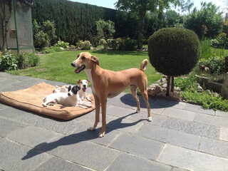 Foto 5 van een Greyhound