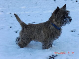 Foto 5 van een Cairn Terrier