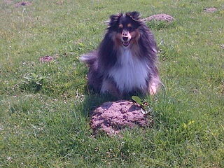 Foto 4 van een Sheltie