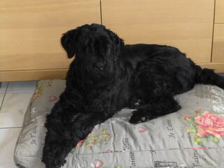 Foto 3 van een Zwarte Russische Terrier