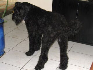 Foto 4 van een Bouvier des Flandres