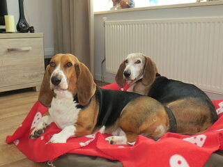 Foto 3 van een Basset Artesien Normand