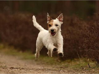 Foto 3 van een Belgische Herdershond, Groenendaeler