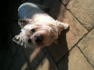 Foto 4 van een Cairn Terrier