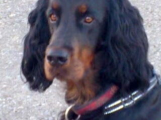 Foto 2 van een Gordon Setter