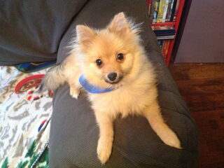 Foto 5 van een Keeshond, Dwerg