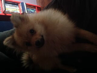 Foto 4 van een Keeshond, Dwerg