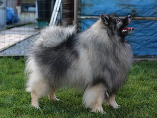 Foto 3 van een Keeshond, Grijze