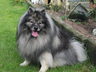 Foto 2 van een Keeshond, Grijze