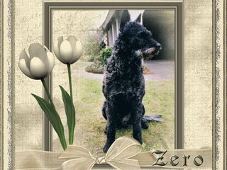 Foto 2 van een Hollandse Herdershond, ruwhaar
