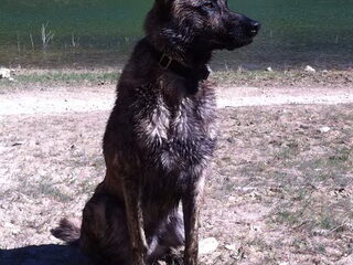 Foto 2 van een Hollandse Herdershond