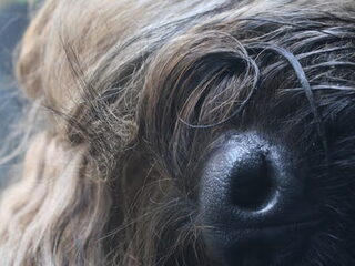 Foto 5 van een Briard