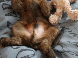 Foto 4 van een Briard