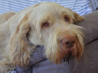 Foto 5 van een Spinone Italiano