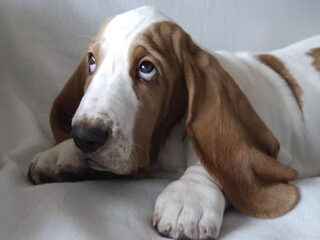Foto 5 van een Basset Hound