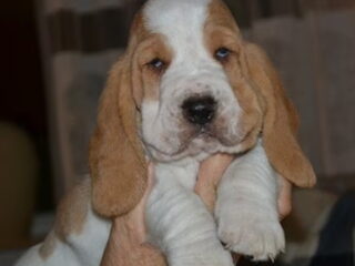 Foto 4 van een Basset Hound