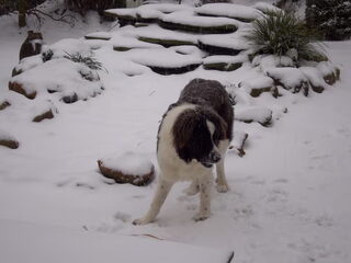 Foto 3 van een Mastin del Pirineo