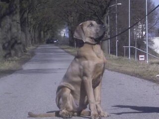 Foto 3 van een Fila Brasileiro