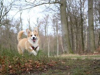 Foto 3 van een Welsh Corgi Pembroke