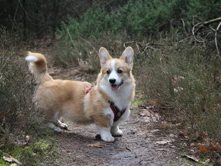 Foto 2 van een Welsh Corgi Pembroke