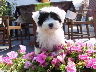Foto 5 van een Tibetaanse Terrier