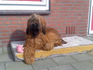 Foto 3 van een Briard
