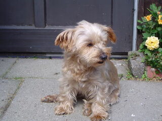 Foto 3 van een Silky Terrier