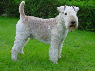 Foto 5 van een Lakeland Terrier