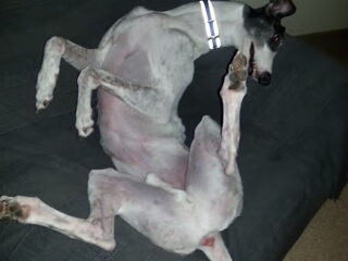 Foto 3 van een Greyhound