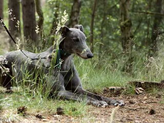 Foto 2 van een Greyhound