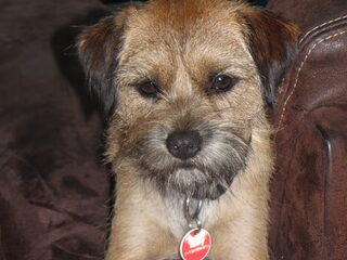Foto 5 van een Border Terrier