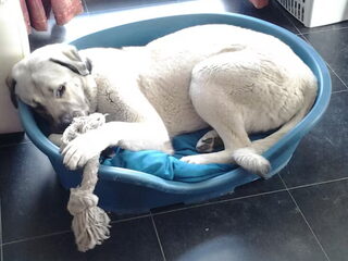 Foto 5 van een Anatolische herder