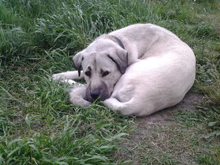 Foto 4 van een Anatolische herder