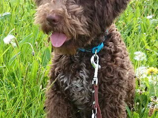 Foto 3 van een Lagotto Romagnolo