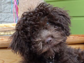 Foto 2 van een Lagotto Romagnolo
